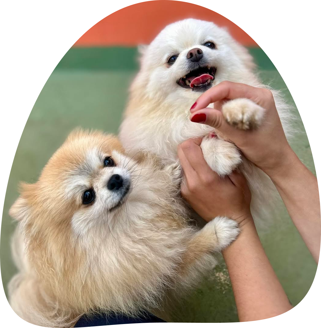 cãezinhos no Patas