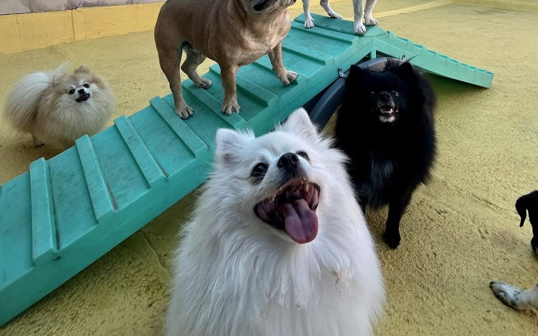 Seu cãozinho está pronto para se hospedar?